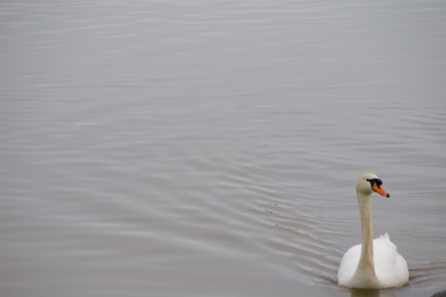Les Oiseaux: Ecluse d evry 287